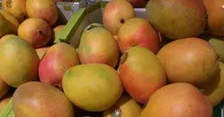 এবার ভারতের আম আমদানিতে নেপালের ‘না’